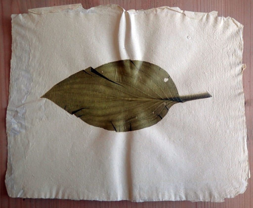 Baumwollpapier-mit-Fungienblatt