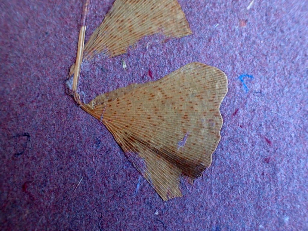 Jeanspapier-mit-Ginko