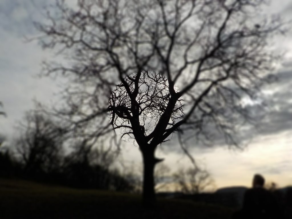 Fotographie Baum auf der Achalm im Winter