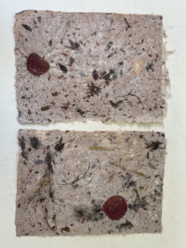 Erdbeer-Papiere von frisch geernteten Erdbeeren, Juni 2026