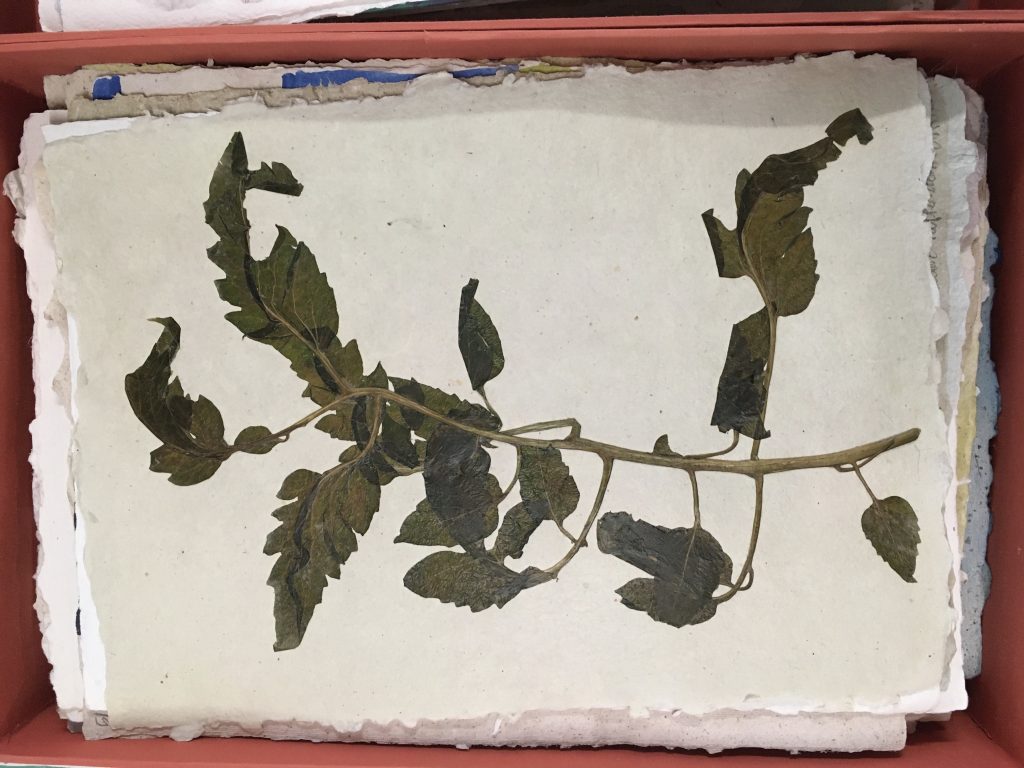Papier mit Tomatenblättern